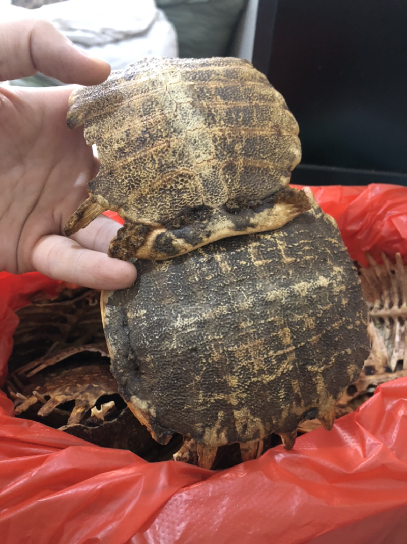 炮制鳖甲
