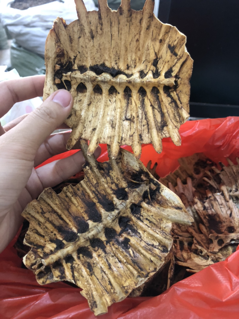 炮制鳖甲