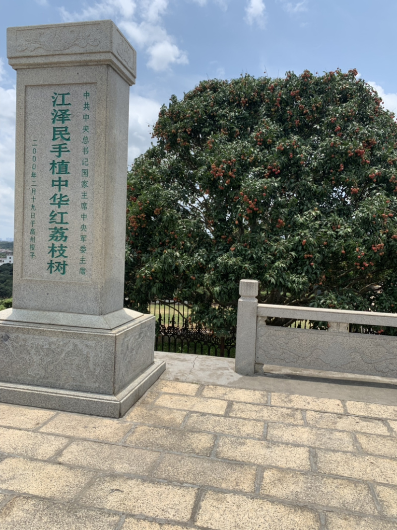 荔枝产地代办代收代电商供货一条龙服务黑叶白蜡