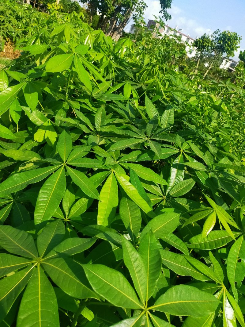 发财树苗，小杯，移植袋，