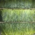【绿茶】太平猴魁绿茶大叶茶厂家直销无中间商欢迎选购