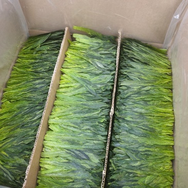 【绿茶】太平猴魁绿茶大叶茶厂家直销无中间商欢迎选购
