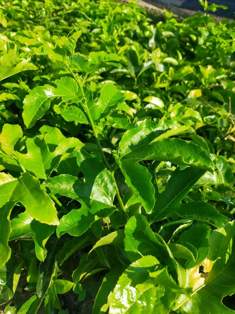 百香果苗，小杯苗，中杯袋苗