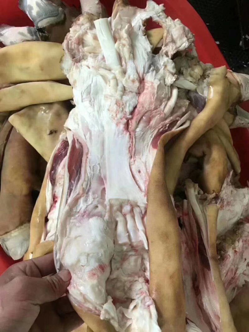 全去骨生牛蹄，质量保证