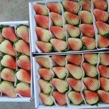 云南夏季草莓来自高山泉水灌溉，鲜（圣安）蒙特瑞，品质保证
