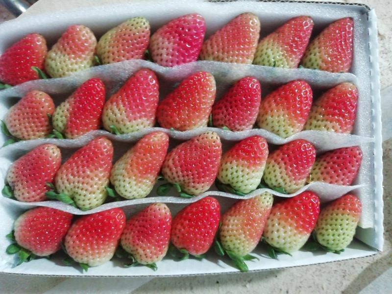 云南基地鲜草莓，品质保证，订单发货，货源稳定，