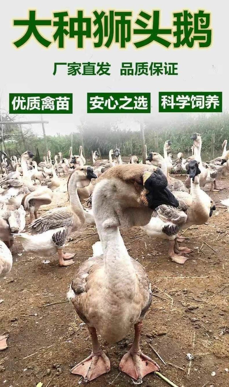 鹅苗，常年供应，狮头鹅，灰雁鹅肉鹅，杂交鹅，三花鹅，等
