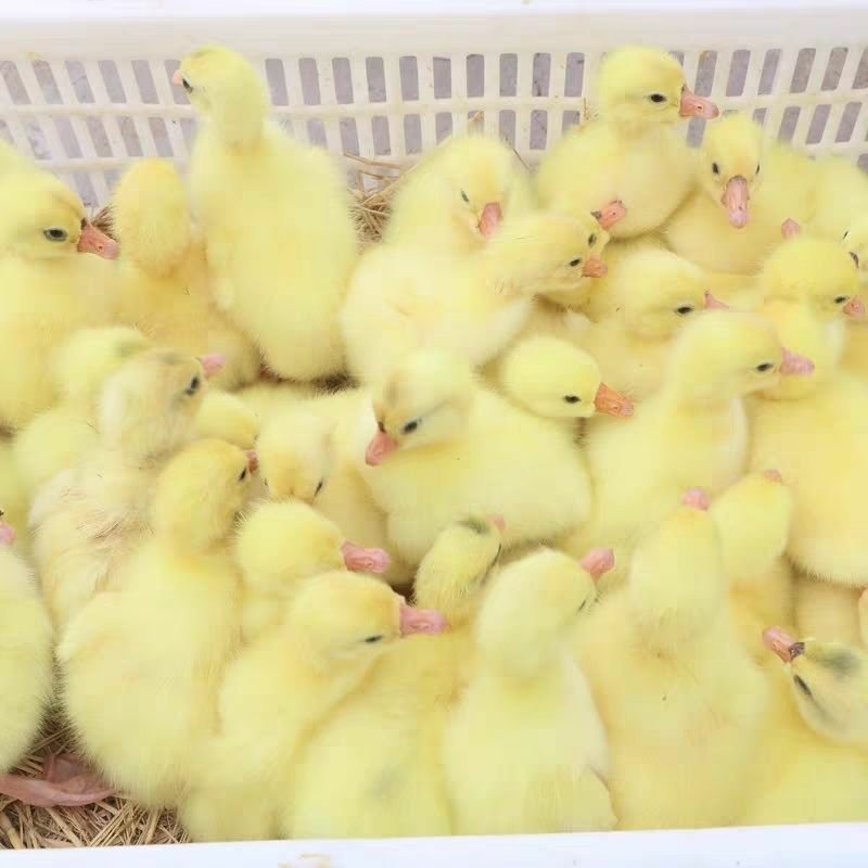 鹅苗，常年供应，狮头鹅，灰雁鹅肉鹅，杂交鹅，三花鹅，等