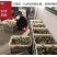 鹅苗鹅苗，常年供应，狮头鹅，灰雁鹅肉鹅，杂交鹅，三花鹅，