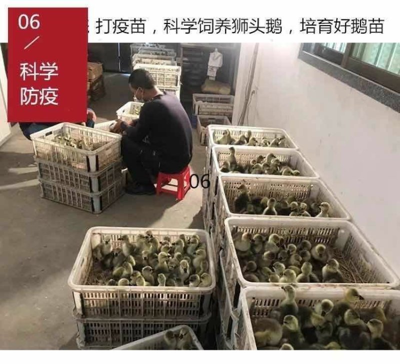 鹅苗鹅苗，常年供应，狮头鹅，灰雁鹅肉鹅，杂交鹅，三花鹅，