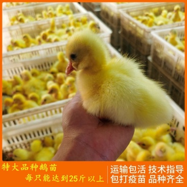 鹅苗鹅苗，常年供应，狮头鹅，灰雁鹅肉鹅，杂交鹅，三花鹅，