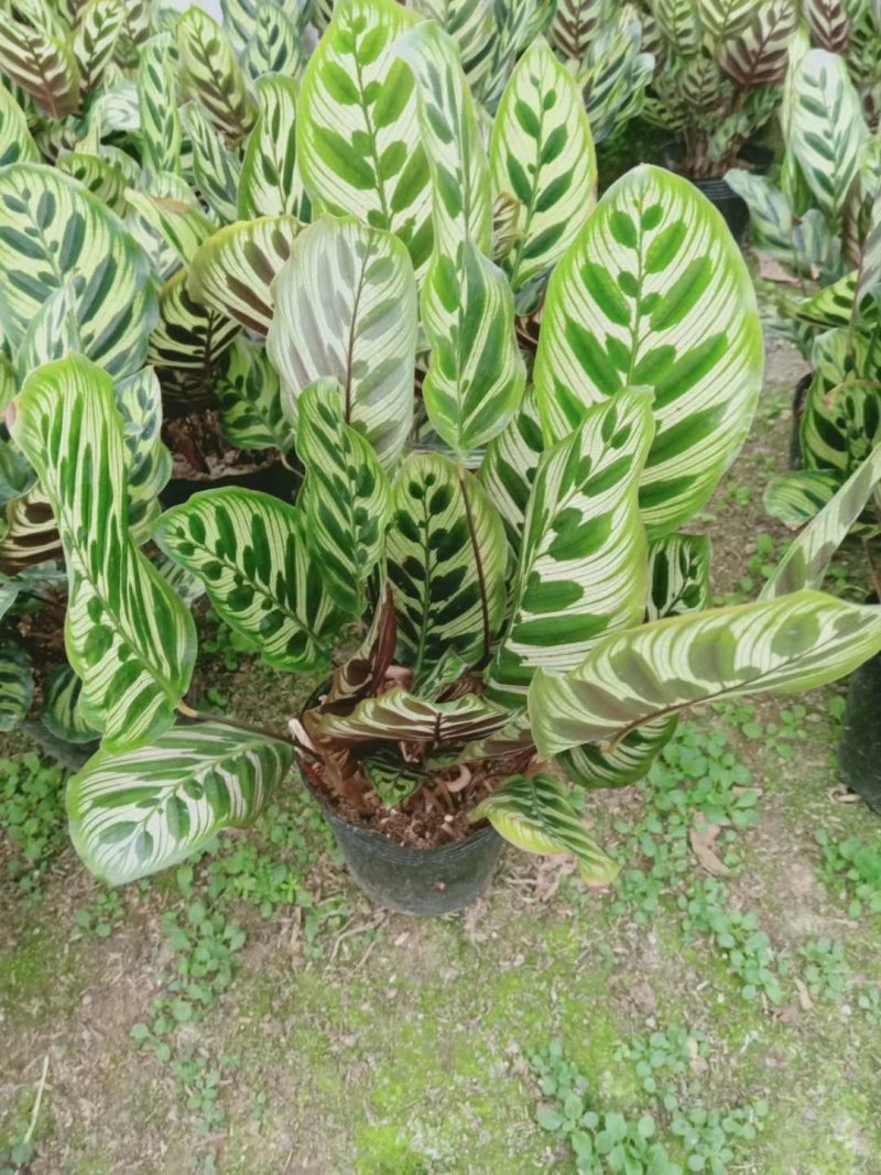 孔雀竹芋室内在植物盆栽花卉