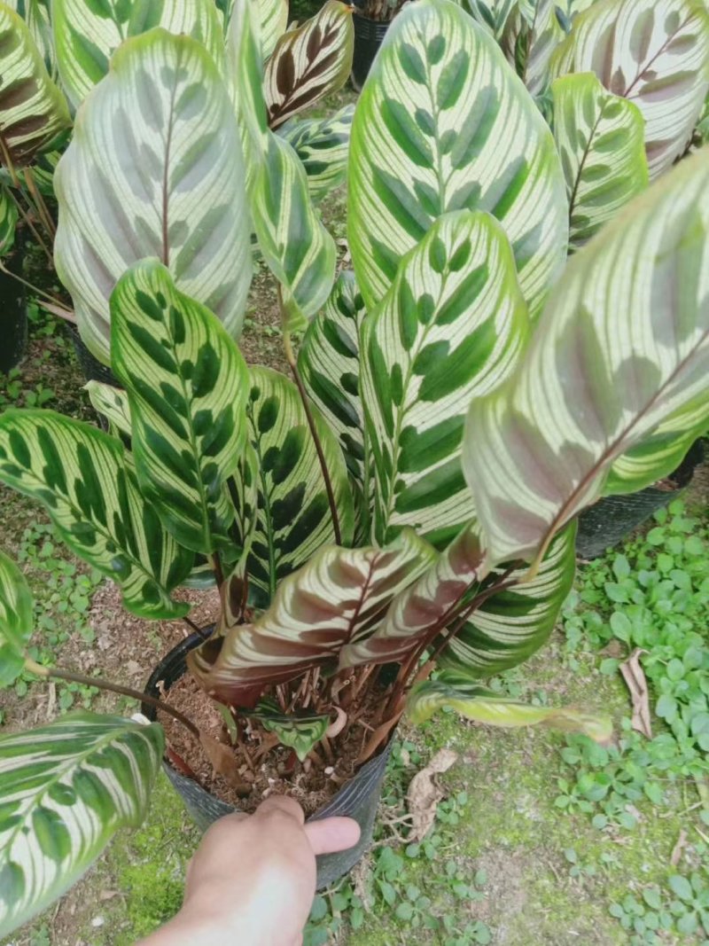 孔雀竹芋室内在植物盆栽花卉