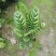 孔雀竹芋室内在植物盆栽花卉