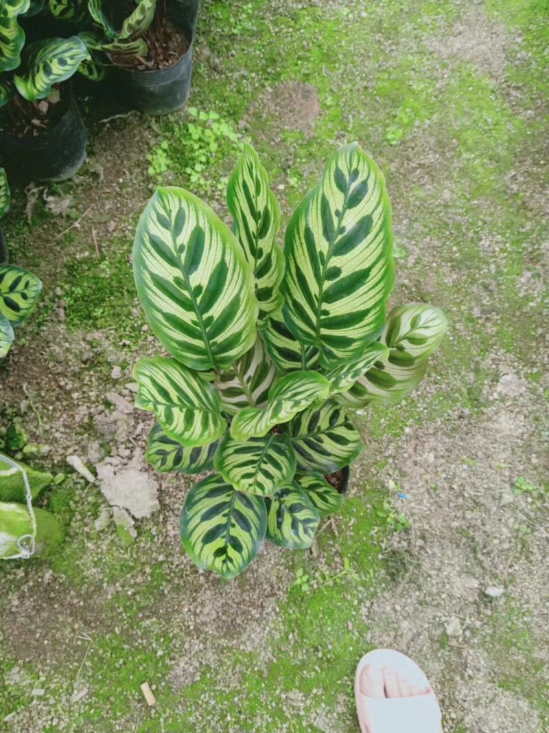 孔雀竹芋室内在植物盆栽花卉