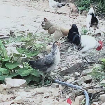 鹊山鸡苗山鹊鸡苗出壳一天的小鸡苗肉质鲜美