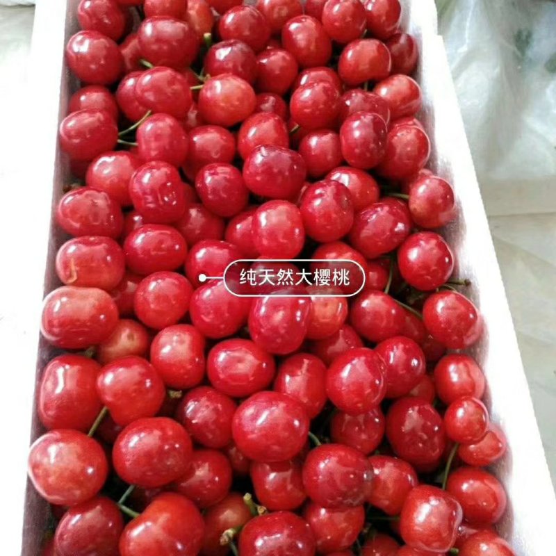 大樱桃
