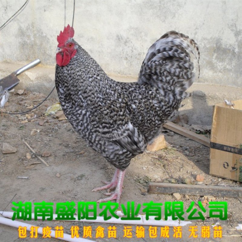 芦花鸡苗大种芦花鸡苗肉鸡苗出壳一天的活体鸡苗