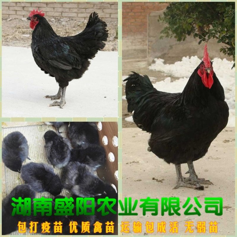 黑土鸡苗黑土二鸡苗黑鸡苗出壳鸡苗