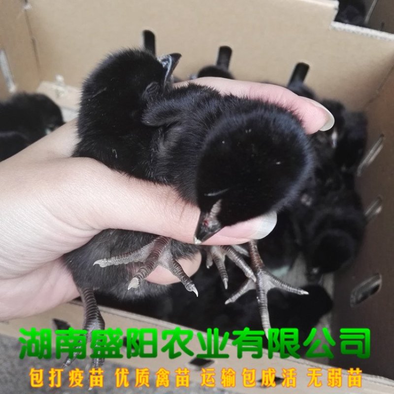 黑土鸡苗黑土二鸡苗黑鸡苗出壳鸡苗