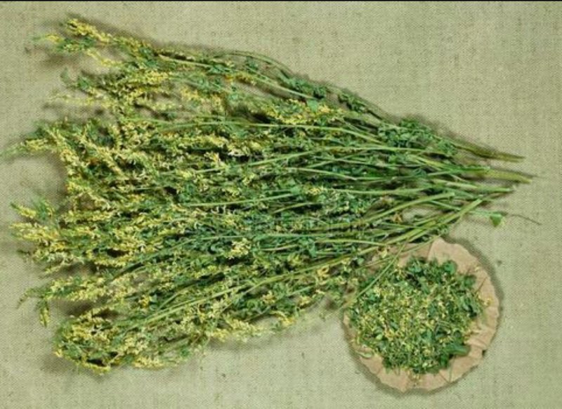 基地直供食用香苜蓿，全干无杂质，