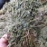 基地直供食用香苜蓿，全干无杂质，