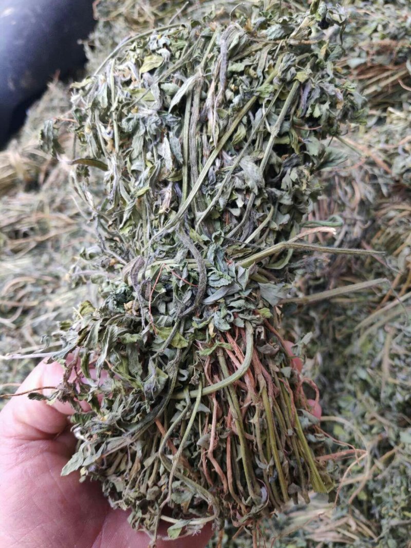 基地直供食用香苜蓿，全干无杂质，