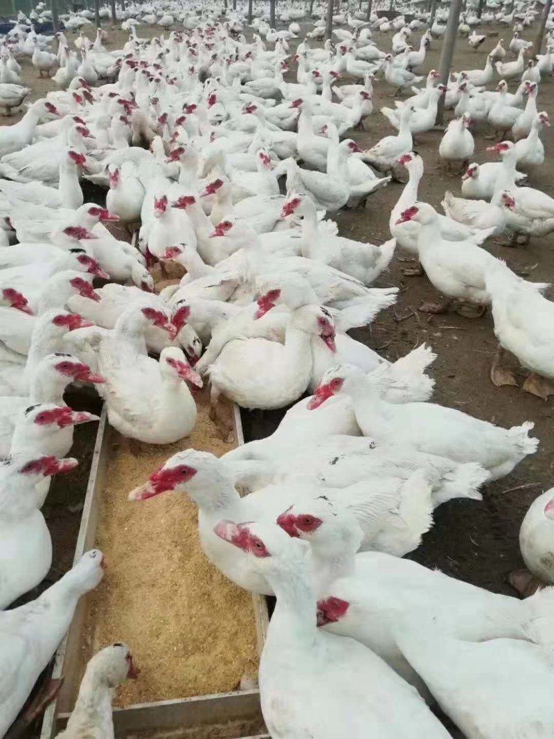 白番鸭苗肉鸭苗出壳一天的番鸭苗苗子活泼