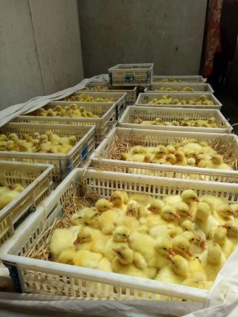 白番鸭苗肉鸭苗出壳一天的番鸭苗苗子活泼