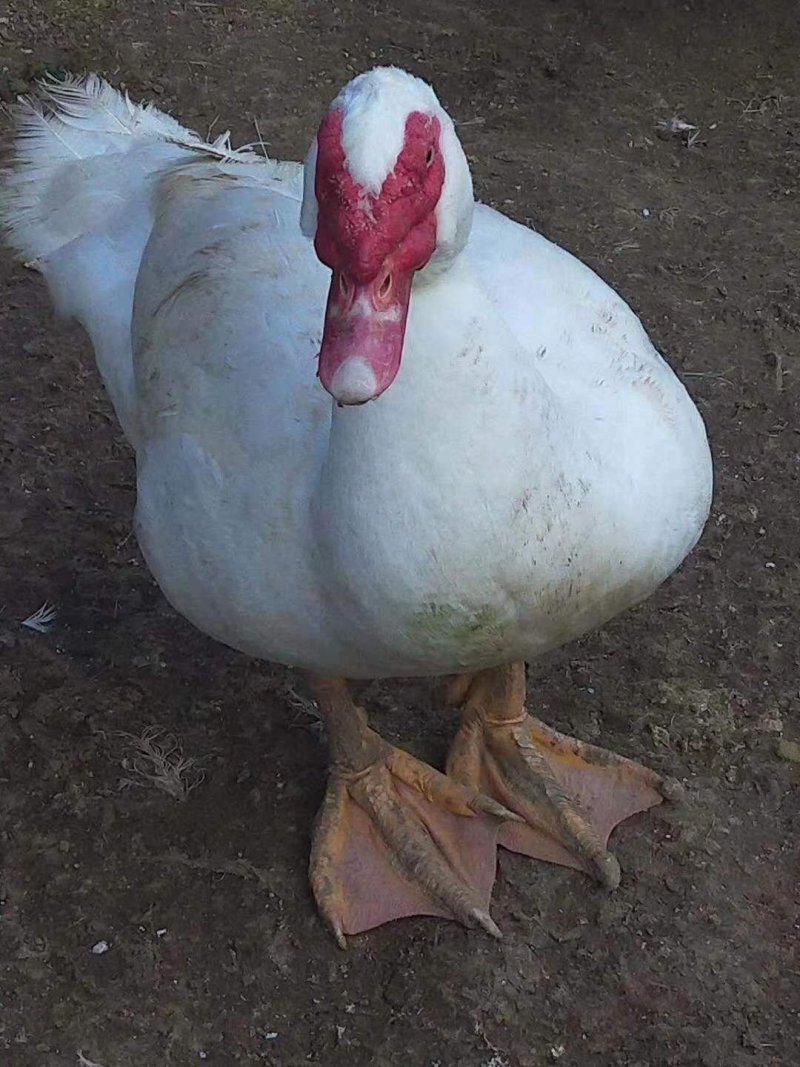 白番鸭苗肉鸭苗出壳一天的番鸭苗苗子活泼