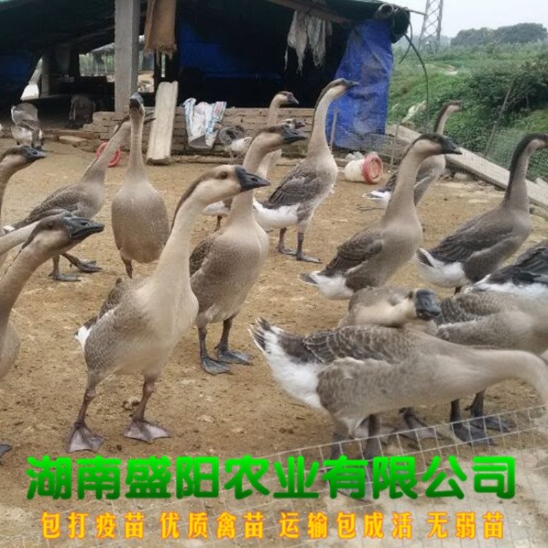 大种灰鹅苗马岗灰鹅苗出了一天的鹅苗