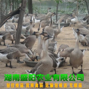 大种灰鹅苗马岗灰鹅苗出了一天的鹅苗