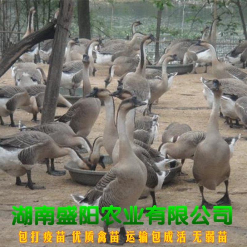 大种灰鹅苗马岗灰鹅苗出了一天的鹅苗