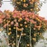 藤本月季爬藤月季常做花墙,花架,走廊,拱门大小规格都有