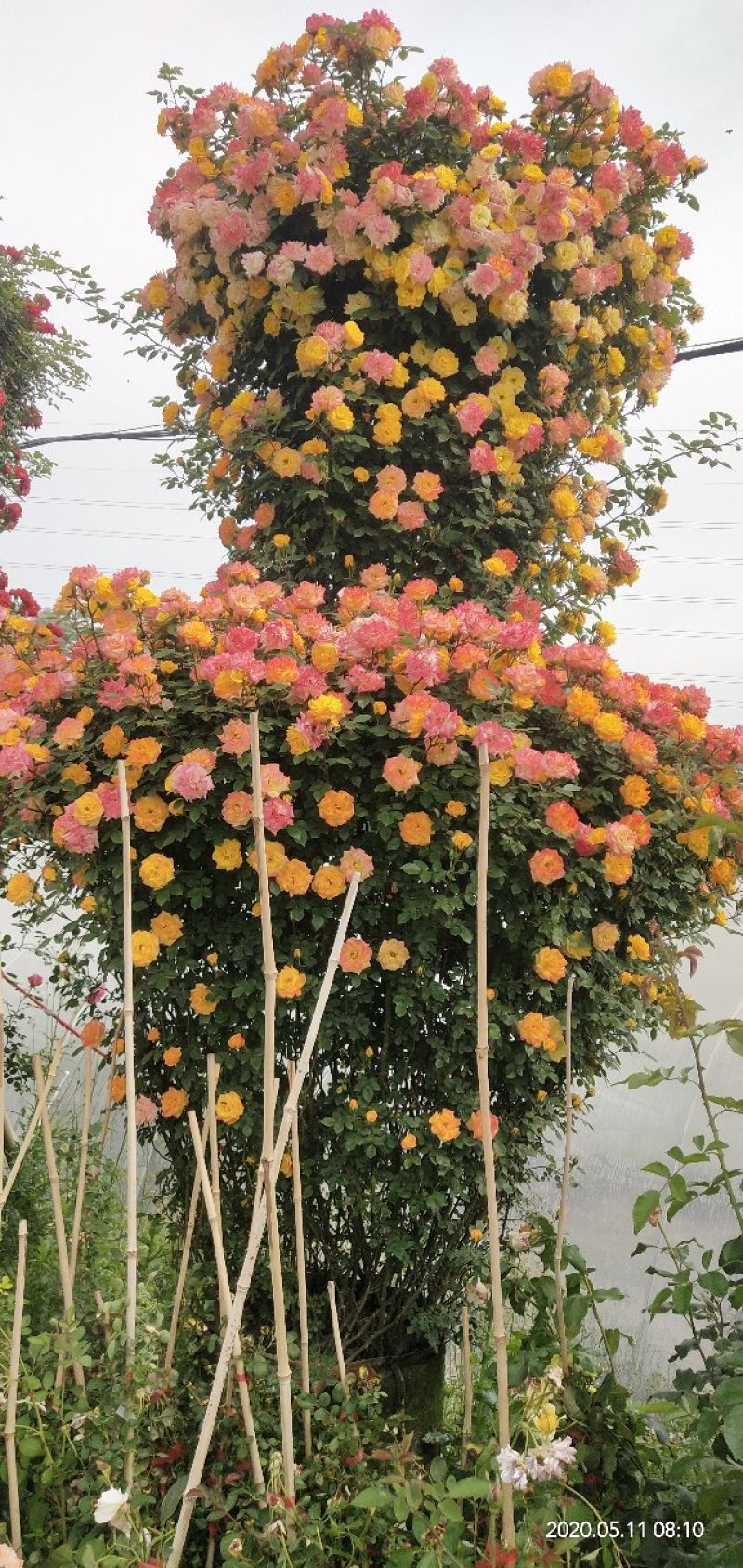 藤本月季爬藤月季常做花墙，花架，走廊，拱门大小规格都有