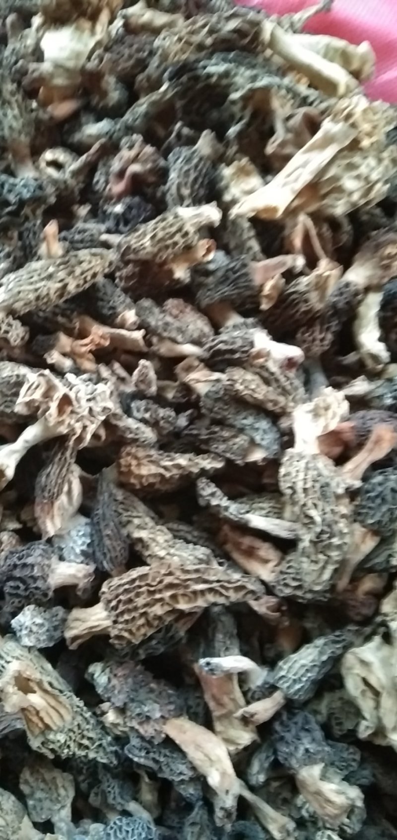 野生羊肚菌