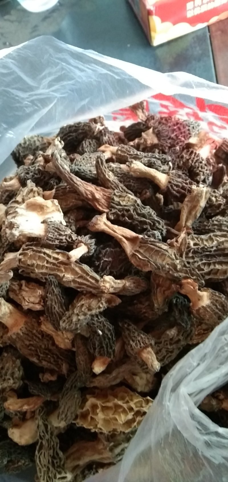 野生羊肚菌