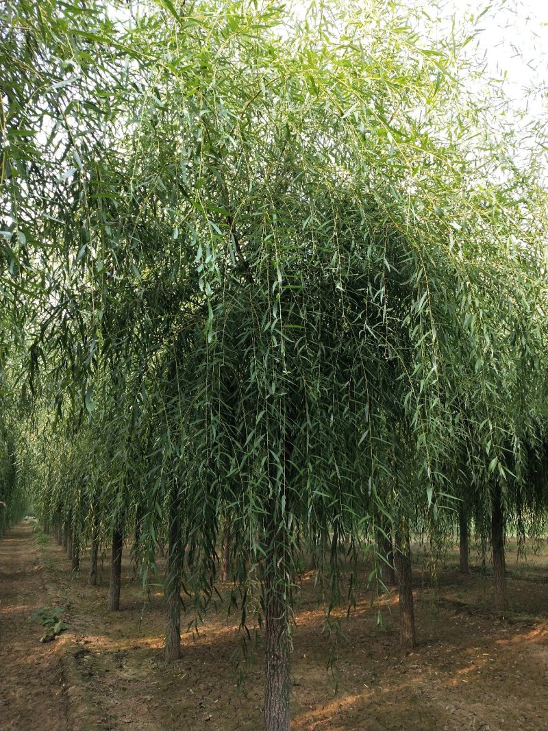 （工程绿化）嫁接垂柳10一25公分，杆直冠好移栽成活率极高