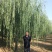 （工程绿化）嫁接垂柳10一25公分，杆直冠好移栽成活率极高
