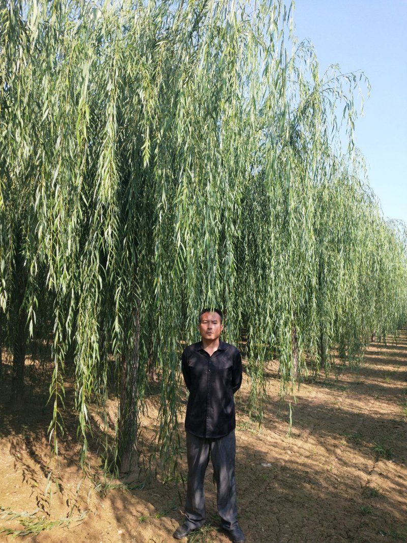 （工程绿化）嫁接垂柳10一25公分，杆直冠好移栽成活率极高