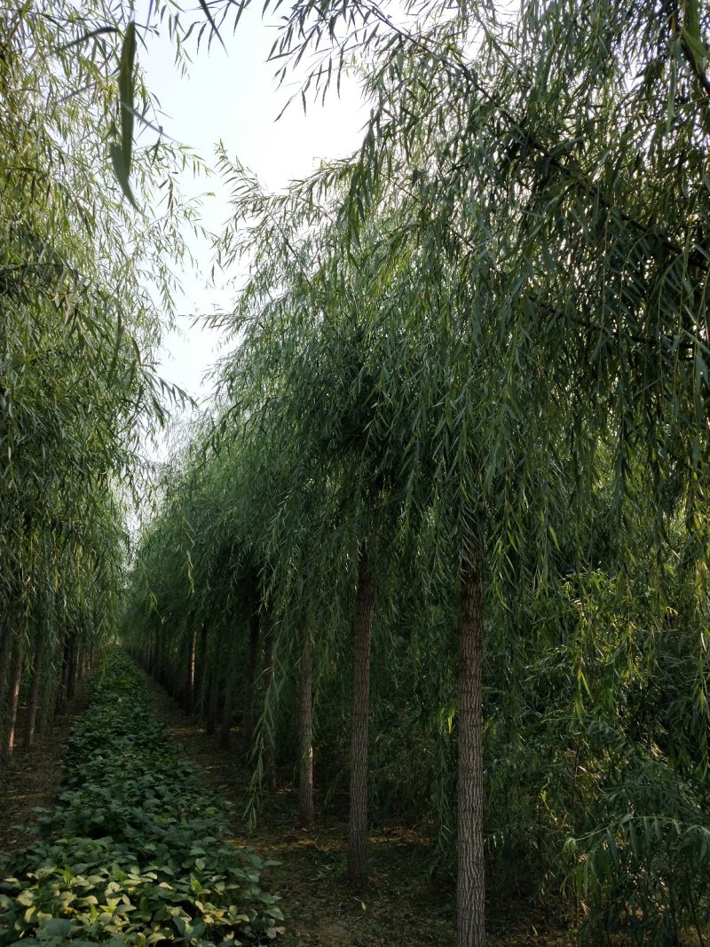 （工程绿化）嫁接垂柳10一25公分，杆直冠好移栽成活率极高