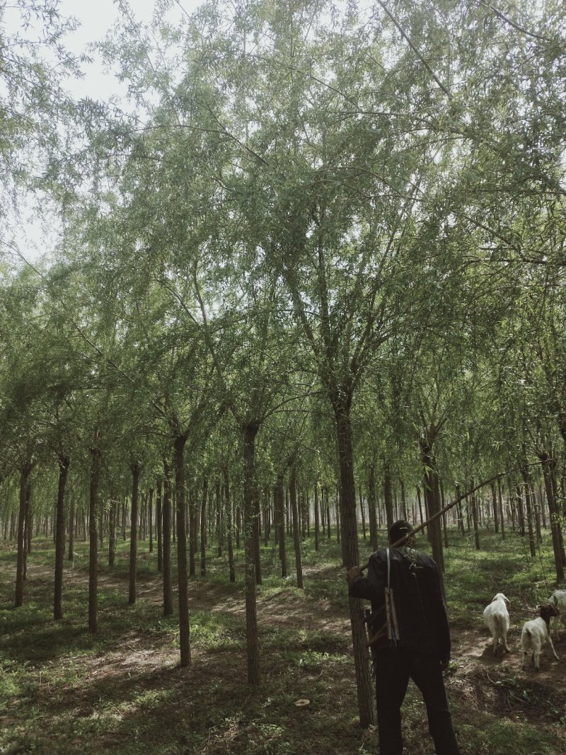 （工程绿化）嫁接垂柳10一25公分，杆直冠好移栽成活率极高