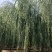 （工程绿化）嫁接垂柳10一25公分，杆直冠好移栽成活率极高