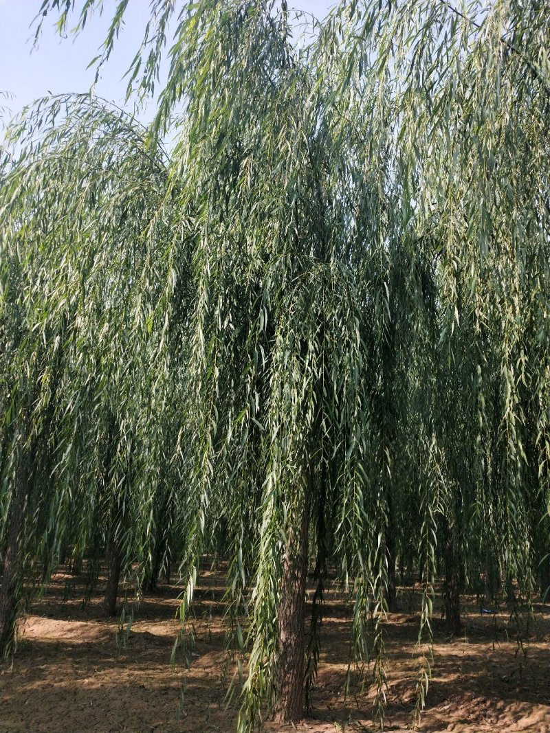 （工程绿化）嫁接垂柳10一25公分，杆直冠好移栽成活率极高