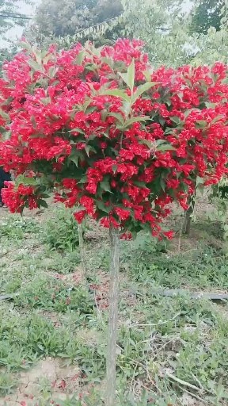 红王子锦带产地直销，抗寒抗寒好栽易活花量大花期长农户直销