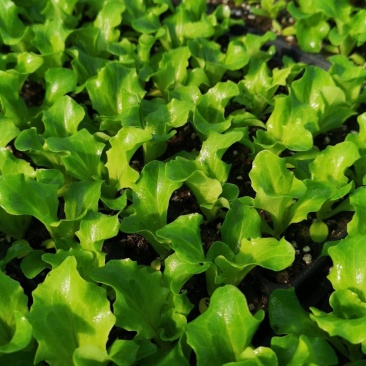 生菜苗，郫都区，意大利散叶生菜