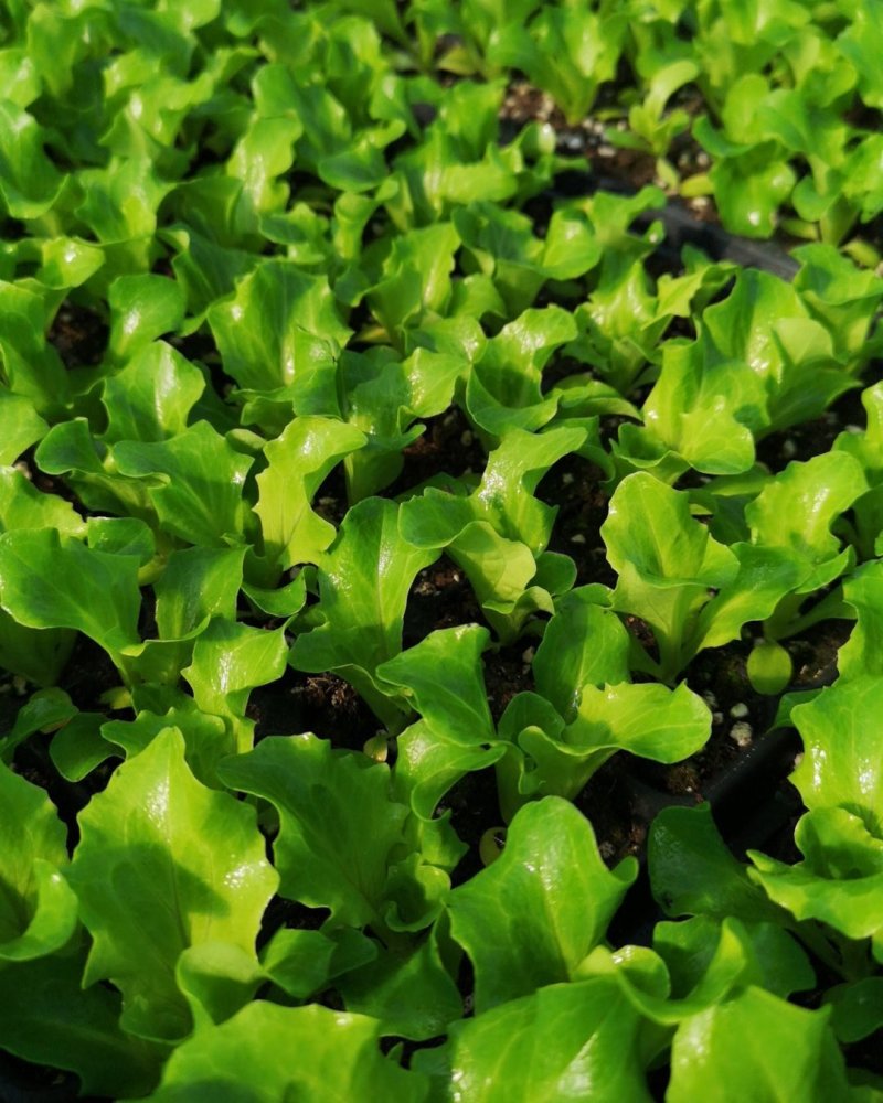 生菜苗，郫都区，意大利散叶生菜