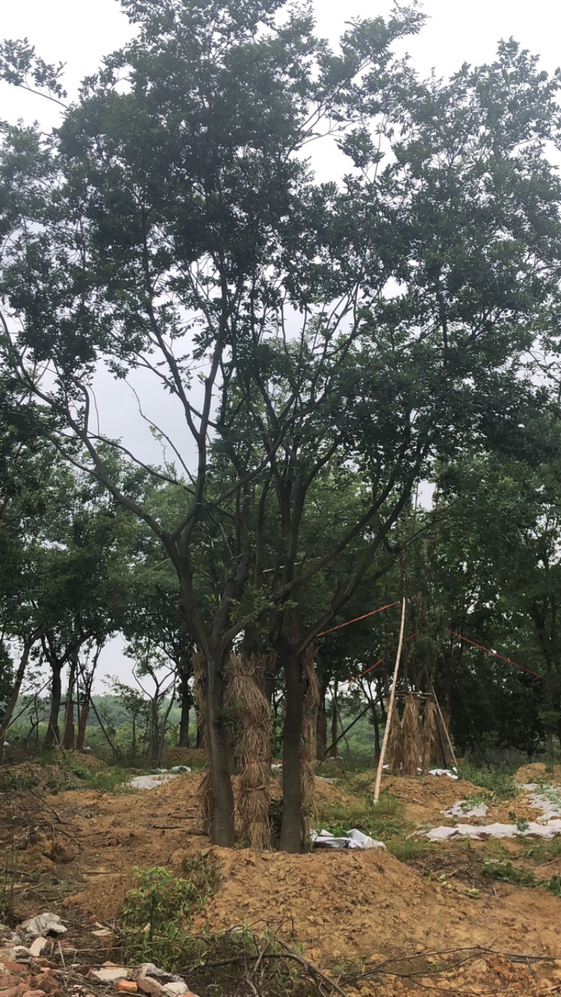 丛生朴树，量大优惠，欢迎选购，拼栽两年左右……