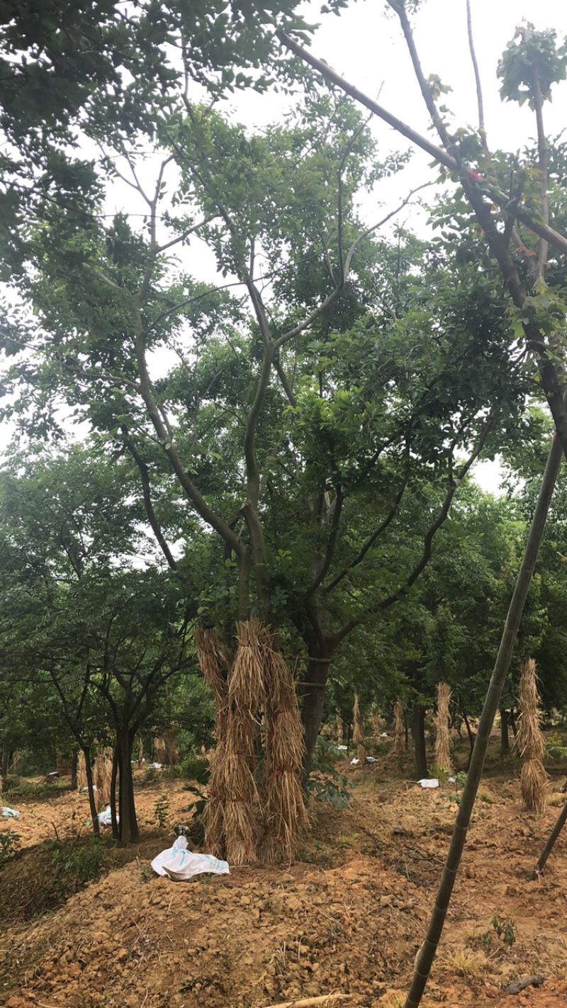 丛生朴树，量大优惠，欢迎选购，拼栽两年左右……