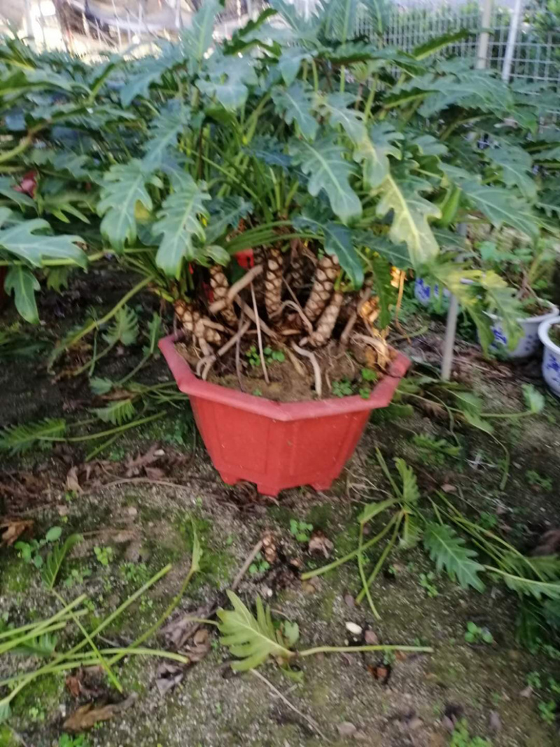 千手观音小天使库存大量各类高度均有